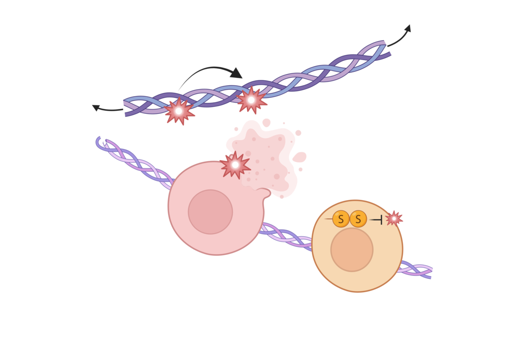 Redox & Radical Chemical Biology
