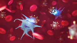 With the help of nanobodies, researchers at the MPI for Polymer Research have developed a method with which the immune system can be made fit to fight tumors even faster and more effectively.