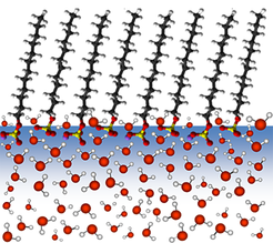 Water molecules at the surfactant water interface