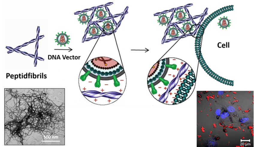 Self-assembling peptides as potent cell-type specific enhancers of retroviral gene transfer