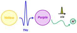 Scheme of the planned experiments: A Terahertz pulse generates a proton gradient, which is detected by a visible probe pulse.