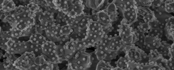 Nanoträger für den Wirkstofftransport
