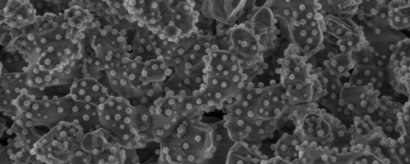 Nanoträger für den Wirkstofftransport Nanoträger für den Wirkstofftransport