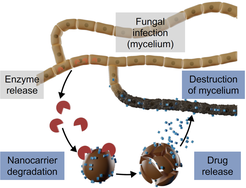 J. Fischer, S. Beckers, D. Yiamsawas, E. Thines, K. Landfester, F. R. Wurm “Targeted Drug Delivery in Plants: Enzyme-Responsive Lignin Nanocarriers for the Curative Treatment of the Worldwide Grapevine Trunk Disease Esca”, Adv.Sci. 2019, 6, 1802315