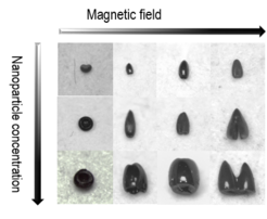 M. Hu, H.-J. Butt, K. Landfester, M. B. Bannwarth, S. Wooh, H. Therien-Aubin: “Shaping the Assembly of Superparamagnetic Nanoparticles”, ACS Nano, 2019,13, 3015-3022
