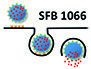 © SFB 1066