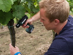 PhD-Student Sebastian Beckers drills a hole into the vine to inject the drug
