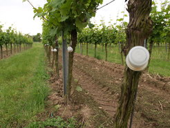 The injectors are inserted into the prepared hole so the vine can absorb the particles