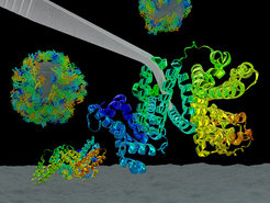 An understanding of the adsorption processes of proteins at interfaces allows a targeted design of the materials modified in this way.