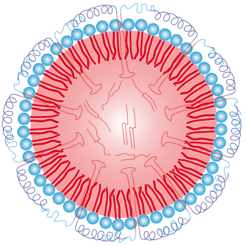 Schematische Darstellung eines Oleosoms. Im Inneren einer Hülle, bestehend aus Phospholipiden (blau) befindet sich Öl. Die Stabilität wird durch das Protein „Oleosin“ gewährleistet, welches mit einem Anker tief in das Öl eindringt.