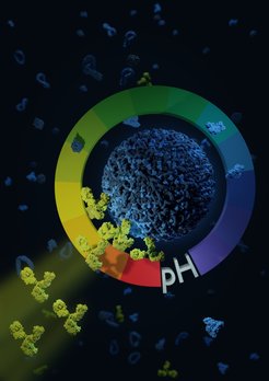Bringt man eine winzige Medikamentenkapsel – einen Nanocarrier – mit Antikörpern unter sauren Bedingungen zusammen, so kommt es zu einer stabilen Anlagerung des Antikörpers an den Medikamententräger. Dies ermöglicht es, einen Nanocarrier gezielt an erkranktes Gewebe zu führen.