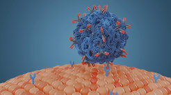 Ein Nanocarrier kann durch die neu entwickelte Methode trotz Protein-Corona an Zielzellen anbinden