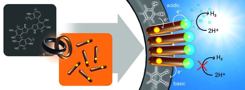 “CataLight”: Lichtgetriebene Molekulare Katalysatoren in Hierarchisch Strukturierten Materialien - Synthese und Mechanistische Studien