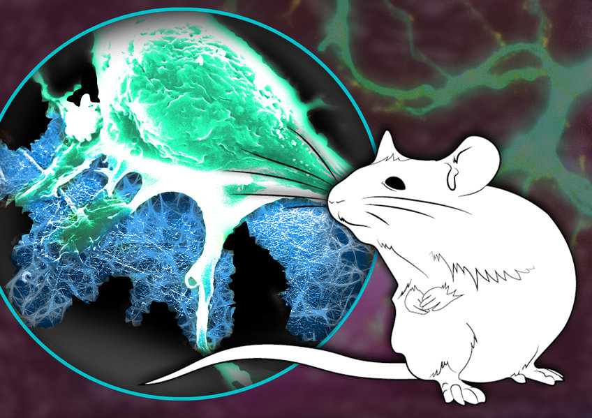 Identification and functional characterization of novel nanofiber-growth factor hybrid molecules for regeneration in a mouse traumatic brain injury 