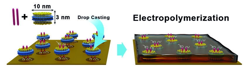 “BORGES” Biosensing with Organic Electronics