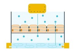 Abb. 1: Wird an das Gate (gelb, oben) eine positive Spannung angelegt, können Ionen (blaue Kreise) in den Leitungskanal unten eindringen, sofern die Zellbarriere geöffnet ist. Dies führt zu einem Stromfluss zwischen Source und Drain (unten, gelbe Pfeile), der Rückschlüsse auf die Regeneration der Barriere erlaubt.