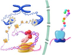 Essential processes of life controlled by biopolymers.