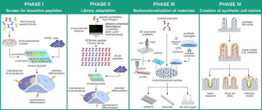 SAPs4Tissue: Self-assembling bioactive peptides for the biomimetic design of functional cell niches in human tissue models