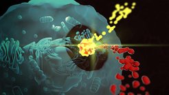 As they travel through the blood, blood proteins attach themselves to the surface of nanoparticles. Researchers have now been able to show that these can be separated again by processes in the cell.
