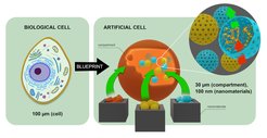 Learning from cells: building sophisticated materials with cell-like features.