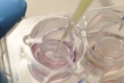 Tissue Engineering menschlicher Organmodelle z. B. für ein verbessertes Wirkstoffscreening