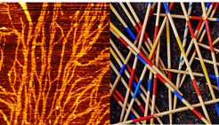 FUS proteins form interconnected "Mikado networks". These could be a building block in the development of neurodegenerative diseases.