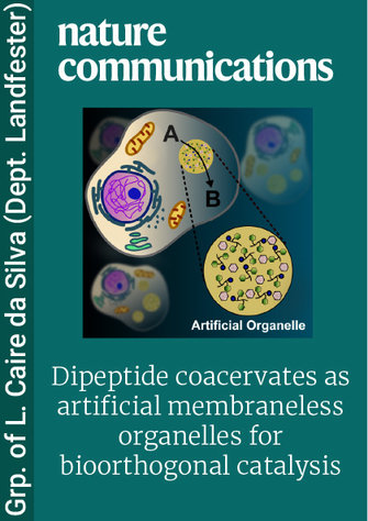 Dipeptide coacervates as artificial membraneless organelles for bioorthogonal catalysis
